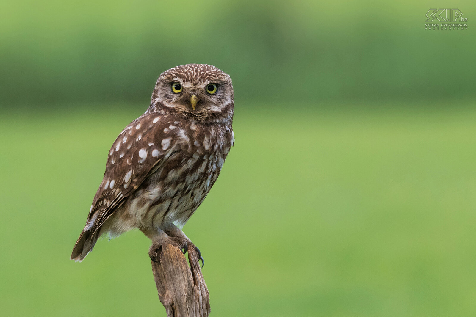 Little owls The little owl (Athene noctua) is one of the smallest owls in the Lowlands. The little owl is mainly nocturnal and can be found in a wide range of habitats including farmland, woodland, heathland, … It feeds on insects and small vertebrates like mices.<br />
 Stefan Cruysberghs